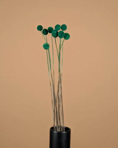 Craspedia Green séché (Billy Button)