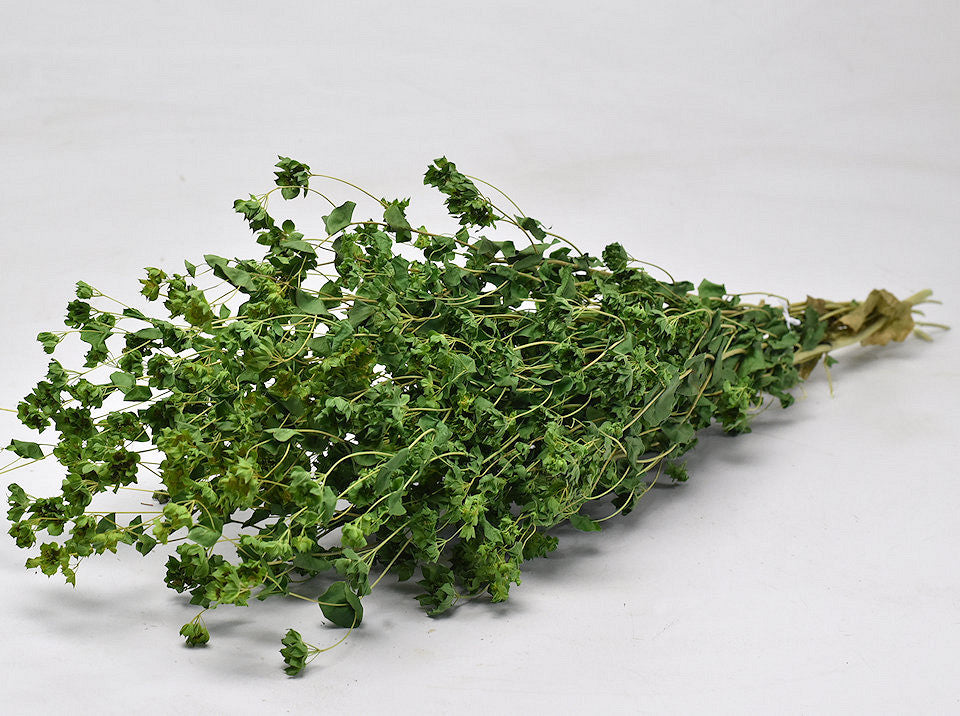 Bupleurum 65cm