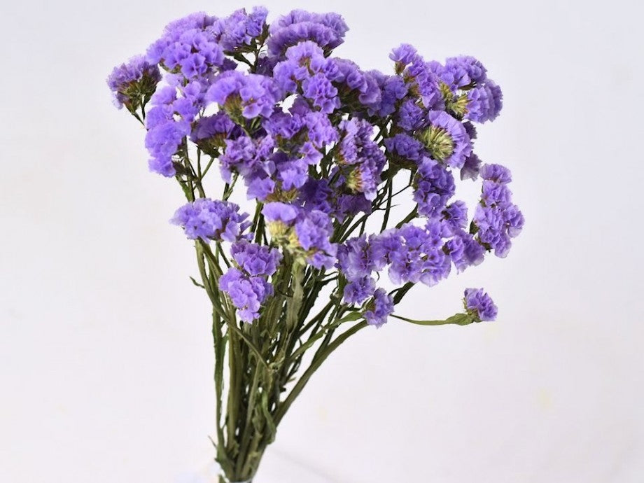 Dried Statice Violet