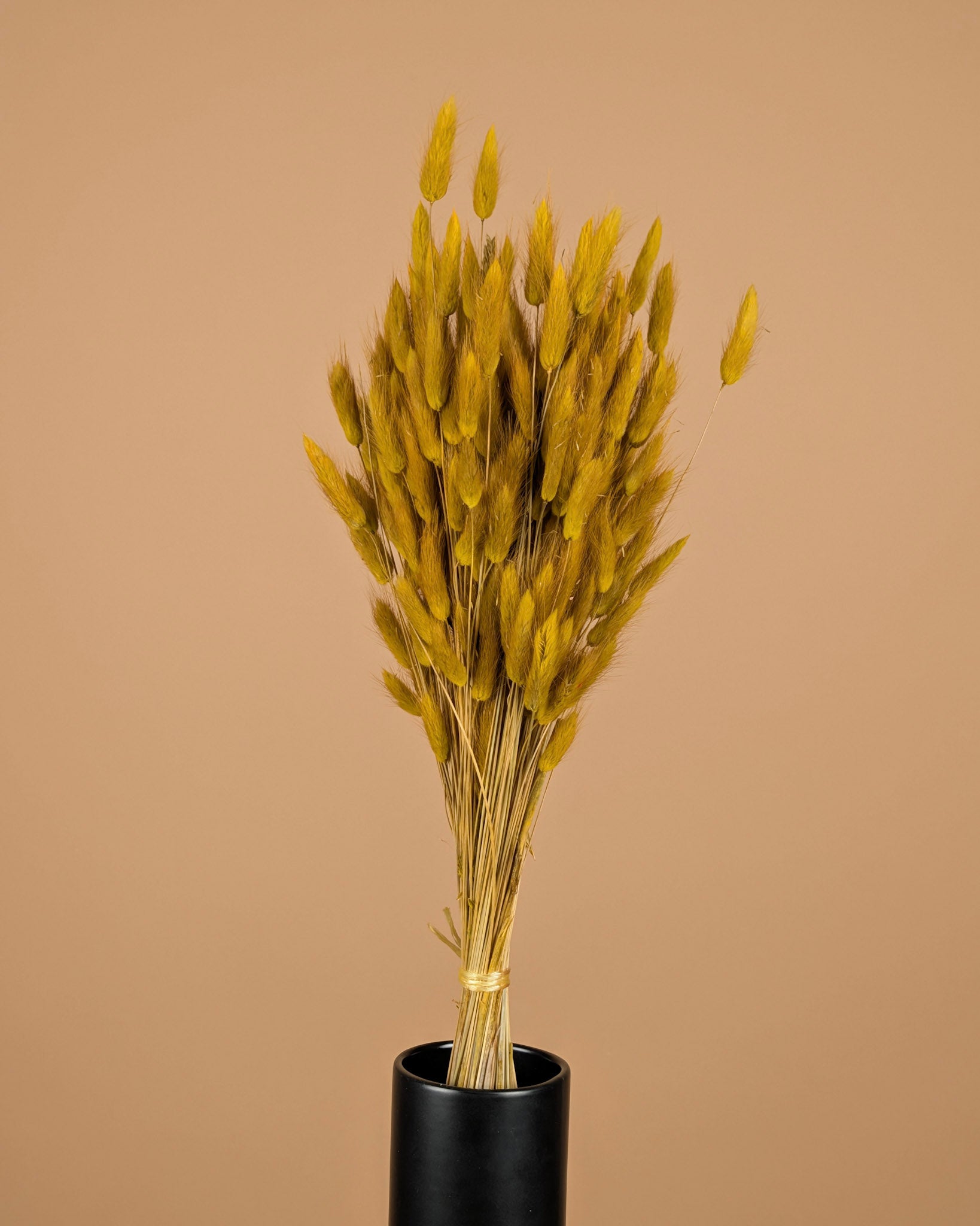 Gedroogde lagurus ovatus – geel