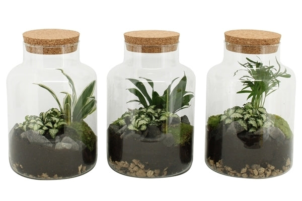 Terrarium of plants in a glass with cork