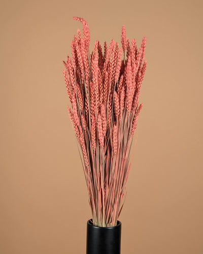 Getrocknetes Weizenrosa