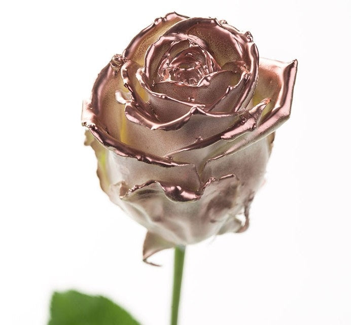 Bouquet of large -flowered wax roses white with copper blush