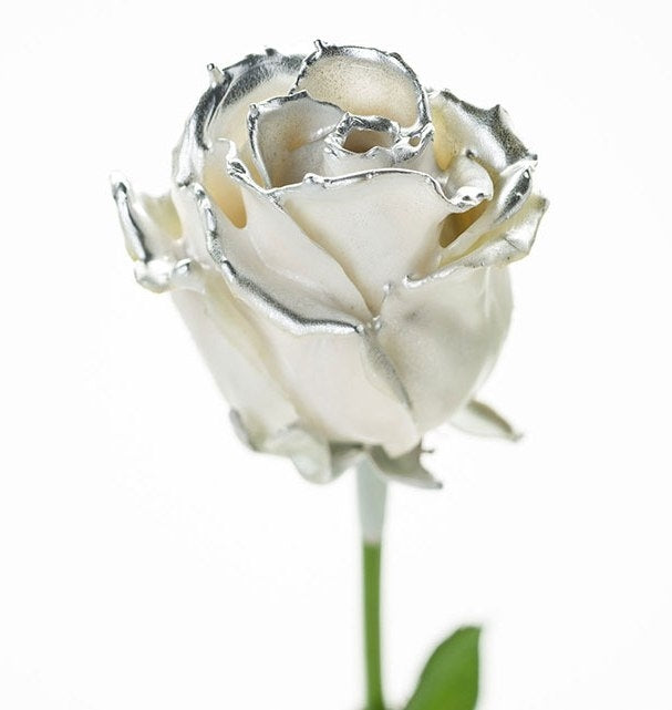 Bouquet of large -flowered wax roses white with silver blush