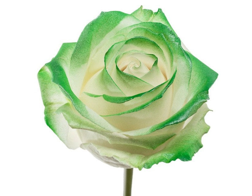 Bouquet of white large -flowered roses with green blush