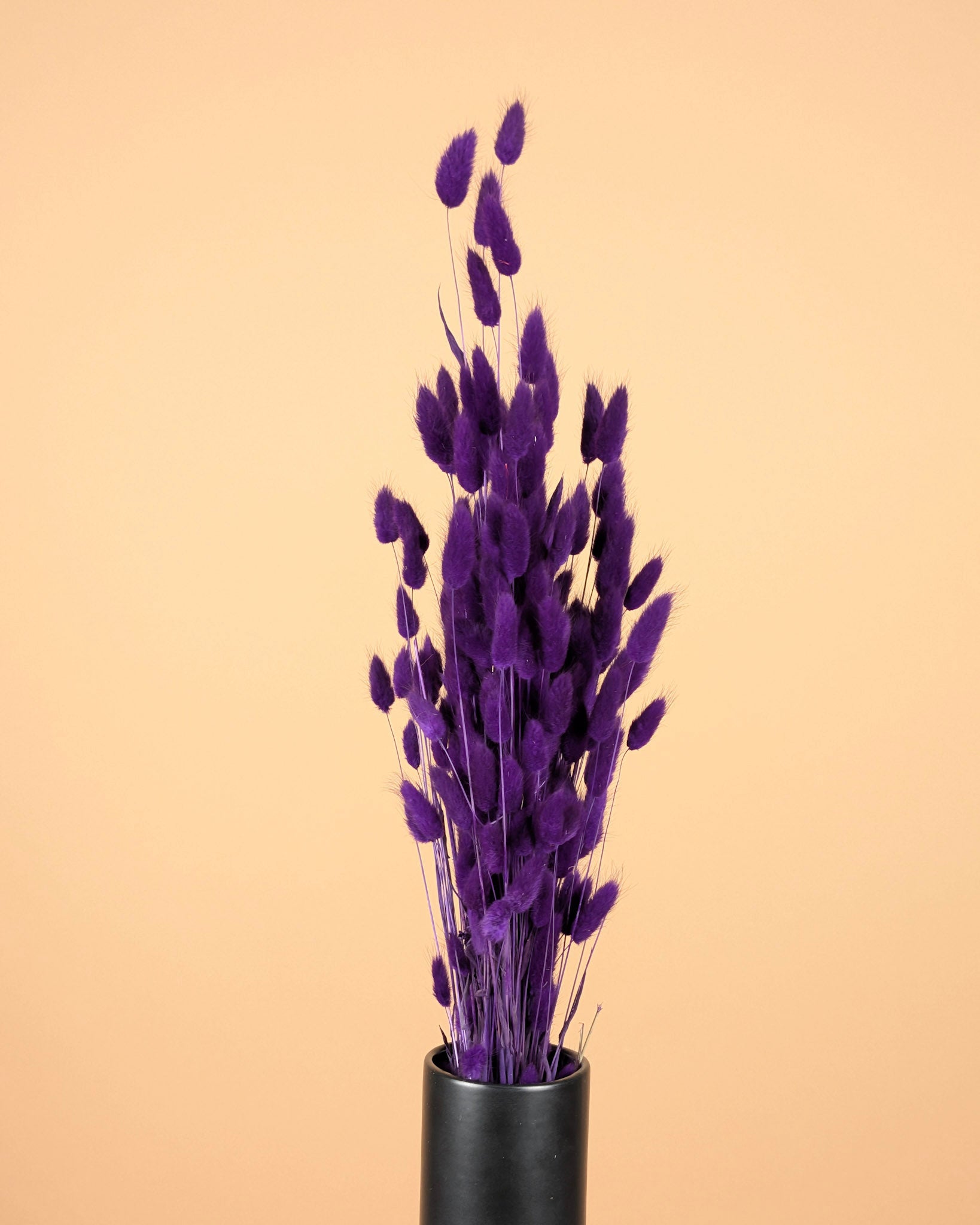 Gedroogde lagurus – paars