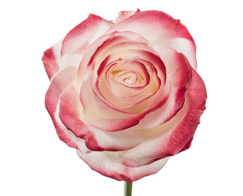 Bouquet of white large -flowered roses with red blush