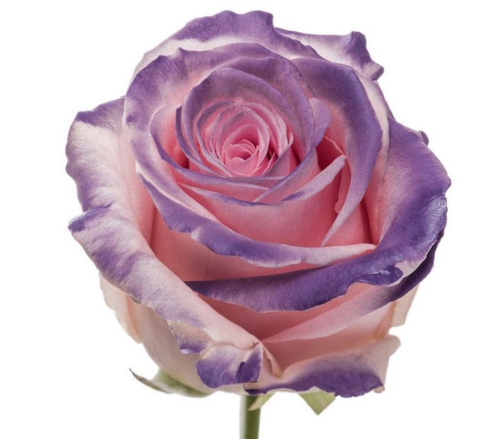 Bouquet of pink large -flowered roses with purple blush