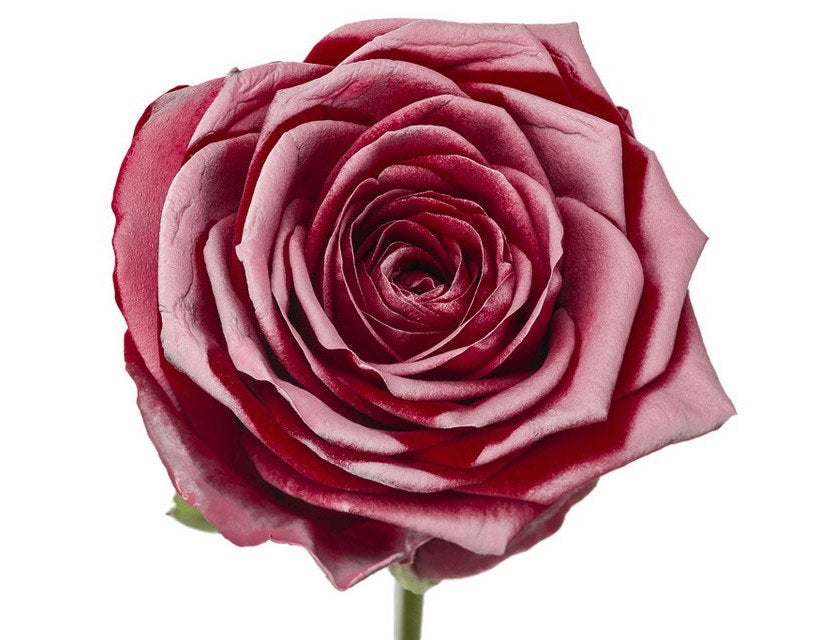 Bouquet of red -flowered roses with pink blush