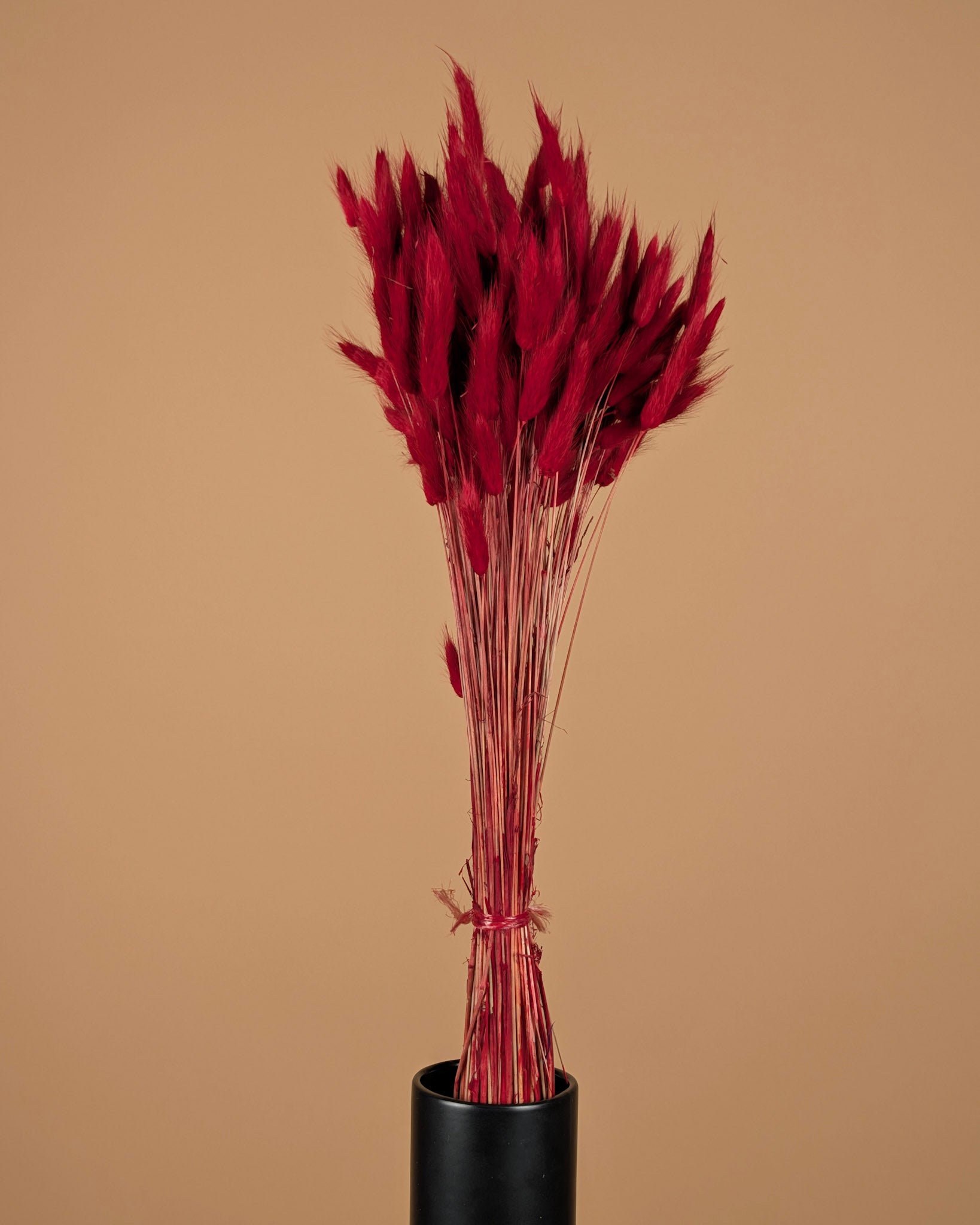 Gedroogde lagurus – rood