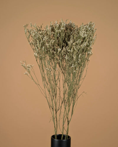 Dried Limonium Diamond White