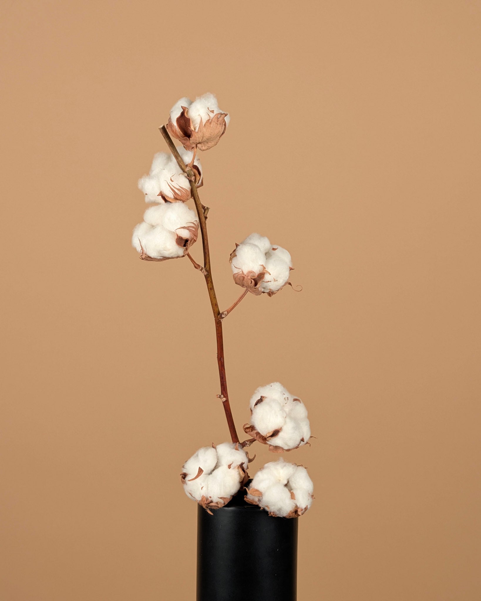 Gedroogde katoentak (Gossypium) – 7 bollen