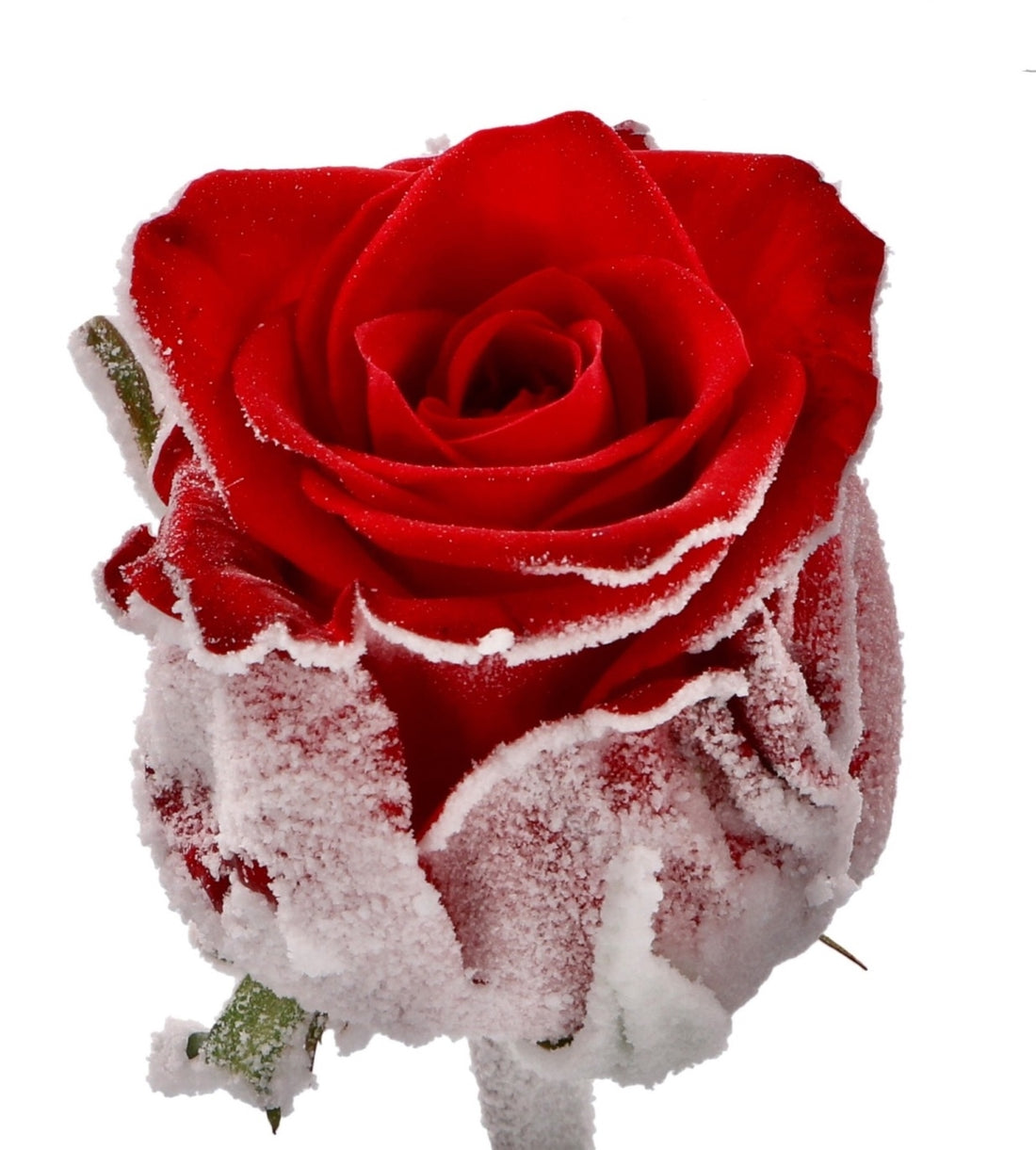 Bouquet of large -flowered red roses with snow