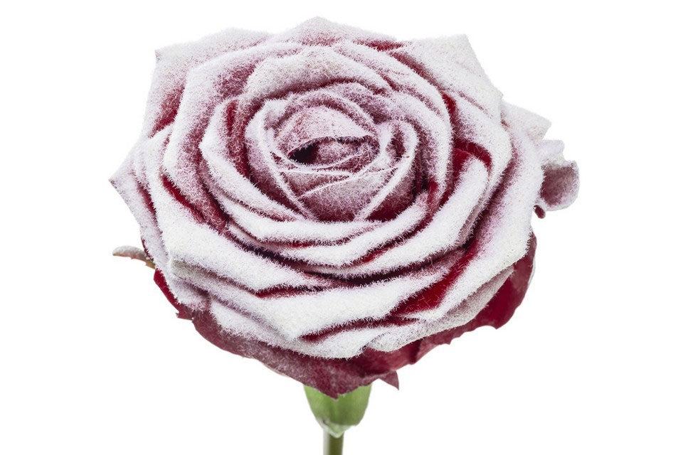 Blumenstrauß von großen roten Rosen schneebedeckt