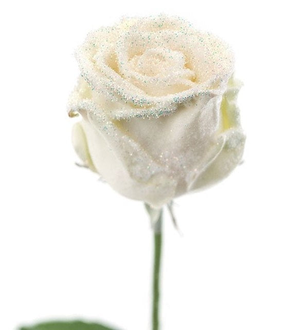 Bouquet of large -flowered wax roses white with snow