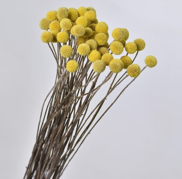 Dried craspedia yellow