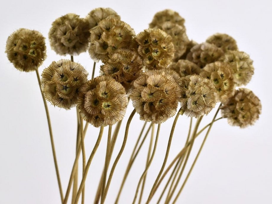 Dried scabiosa stellata 10 stems