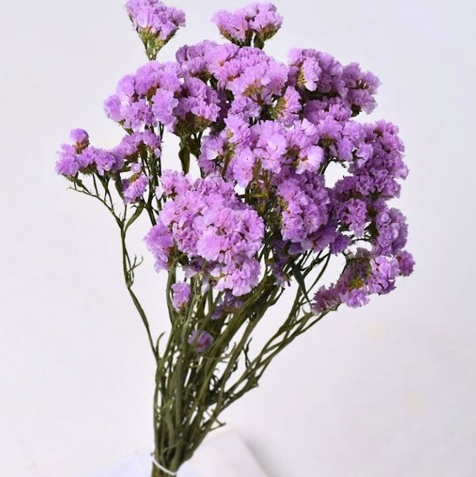 Getrocknetes Statike Licht Lila