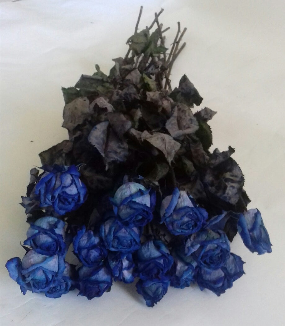 Dried blue roses per forest of 10 roses