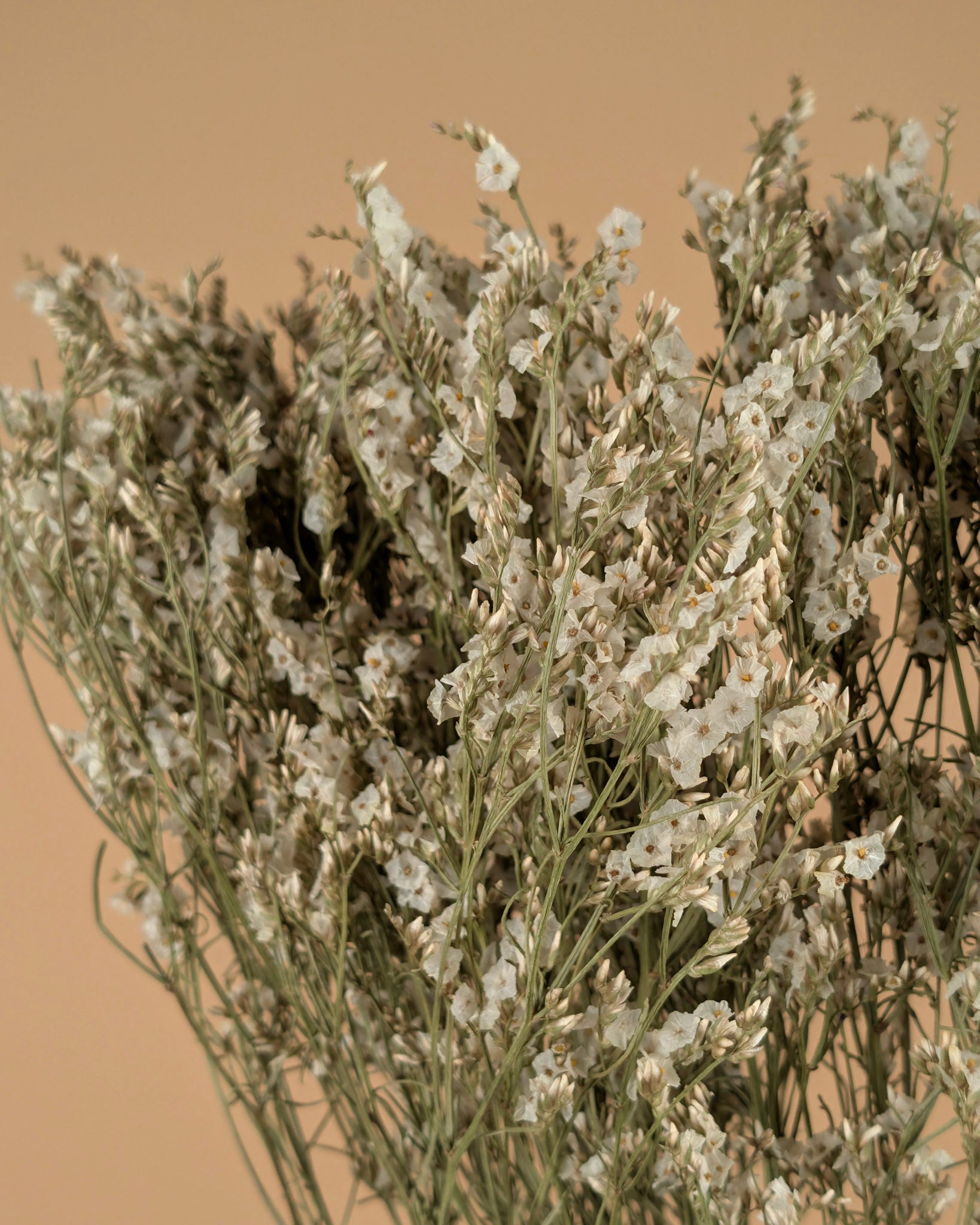 Gedroogde Limonium Diamond wit