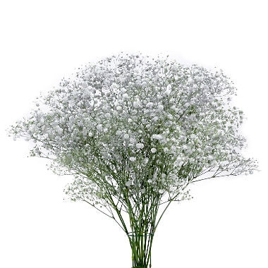 Gypsophila white with silver colored glitter