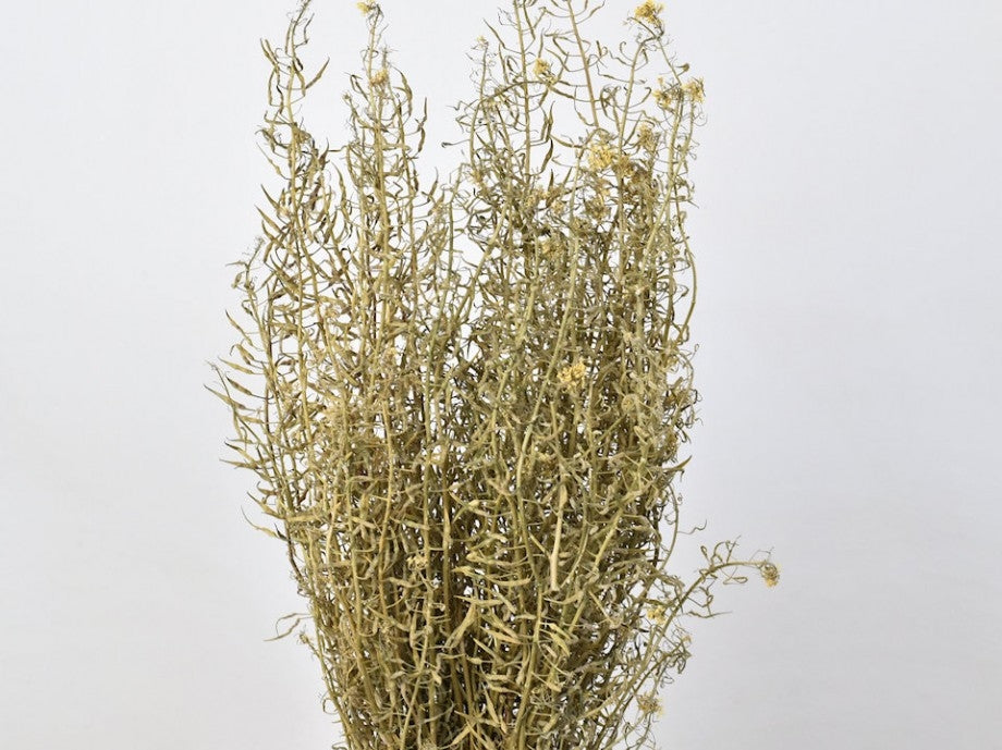 Dried Atraxa Wild Mustard 70 cm