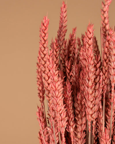 Getrocknetes Weizenrosa