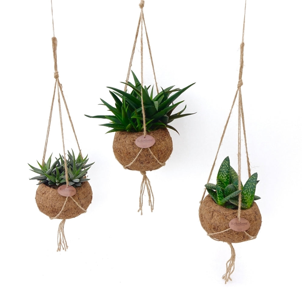 Aloe Vera in einer Kokosnussschale (Hangentopf)