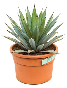 Agave macroacantha dans le pot de culture