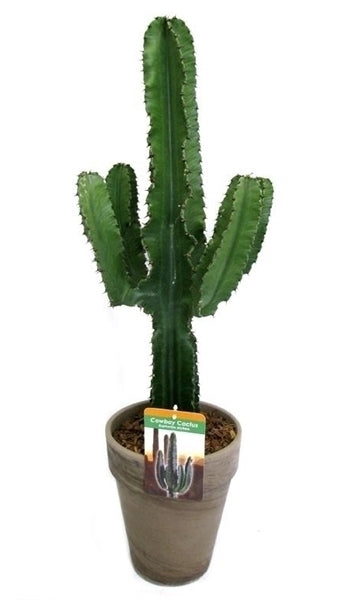 Euphorbia Eritrea in einem braunen Terrakotta -Topf