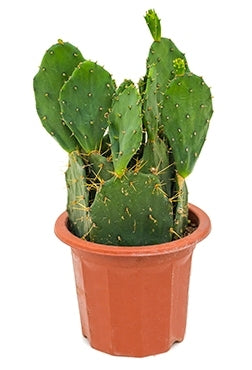 Opuntia Discata in the cultivation pot