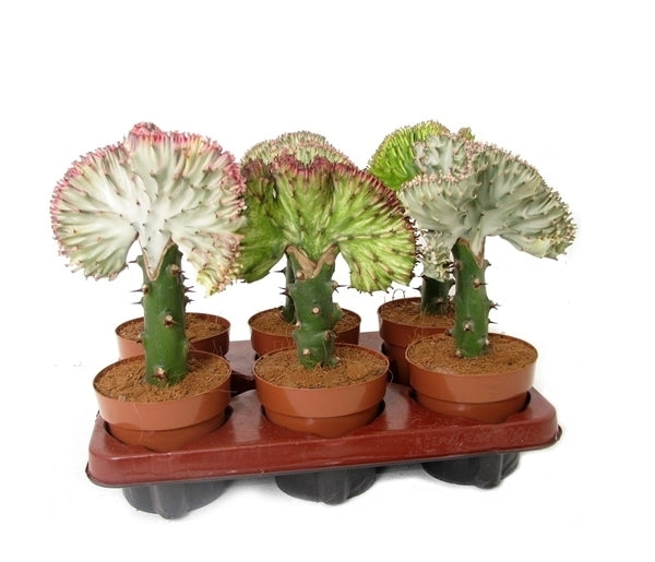 Euphorbia Lactea Cristata in the cultivation jar