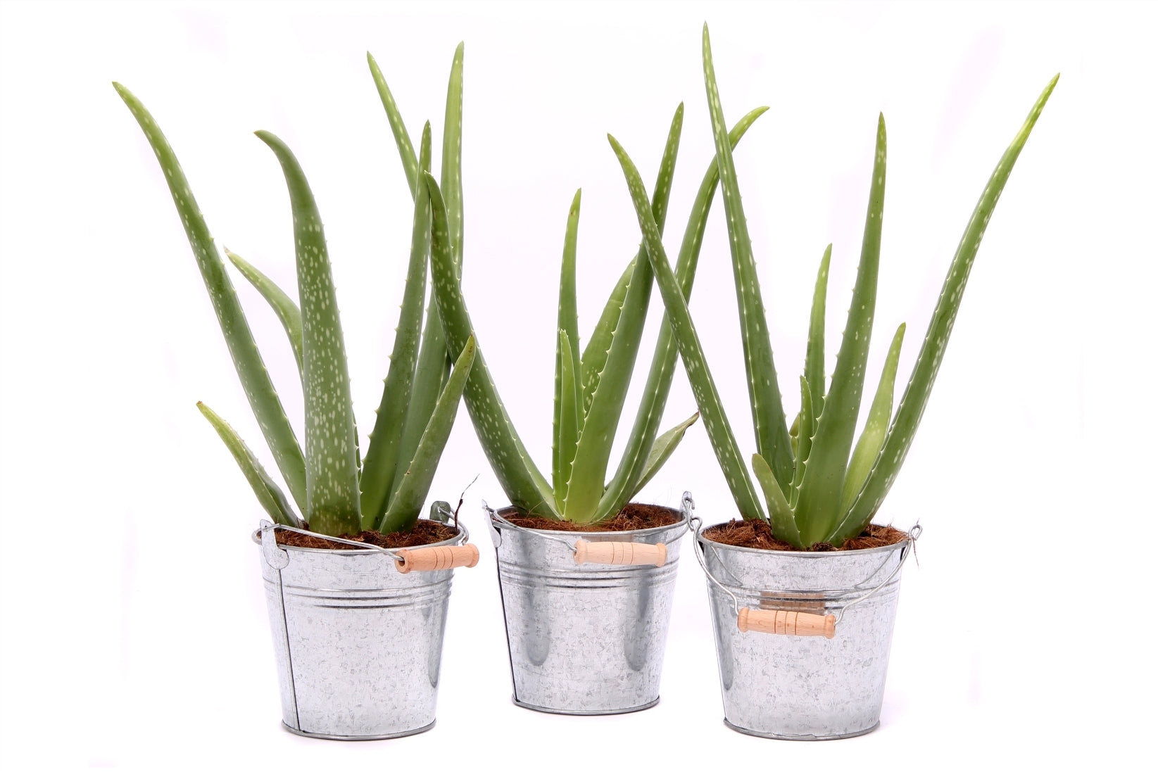 Aloe vera dans un godet d&