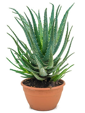 Aloe Vera Spinosissima dans le pot de culture