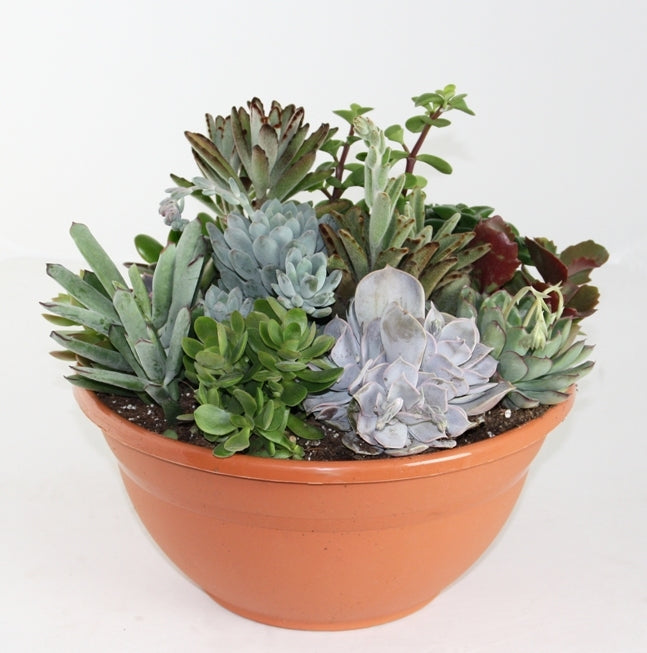 Succulent mix in a brown plastic dish