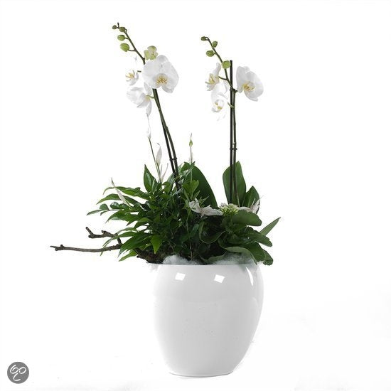 Phalaenopsis Package in Ceramic Rian Wit