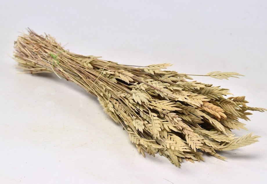 Spiga d'Oro 50 grammes 35 cm