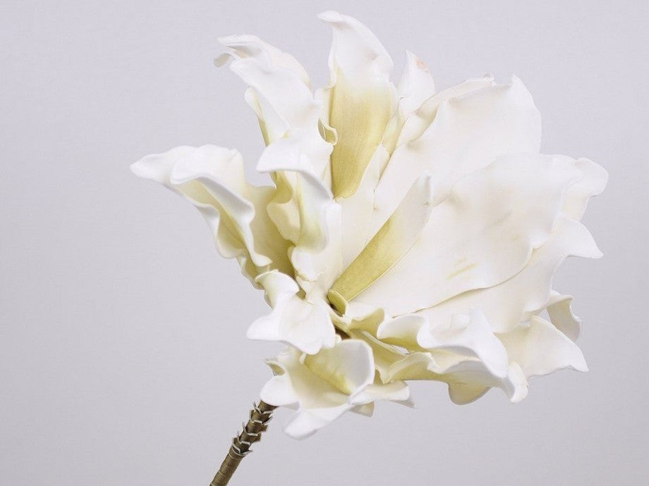 Schaumblume Dracena Weiß Ø 24 cm