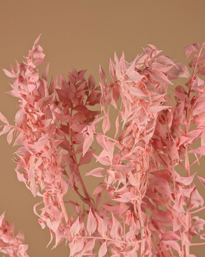 Russcus hellrosa gepredigt