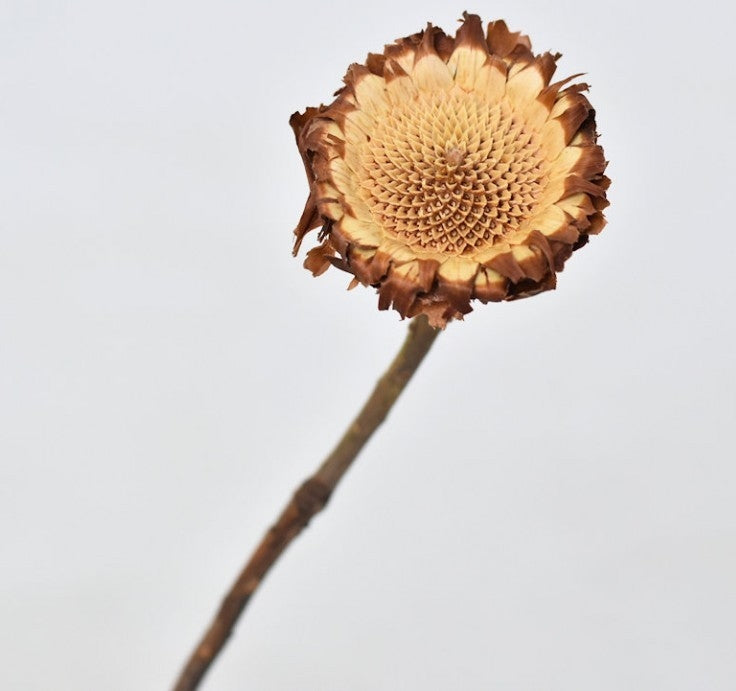 Protea Susanna Rosette