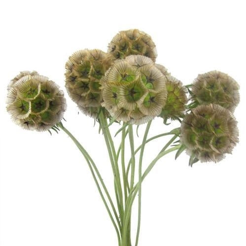 Scabiosa stellata 10 stems