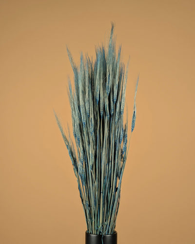 Gedroogde gerst – blauw