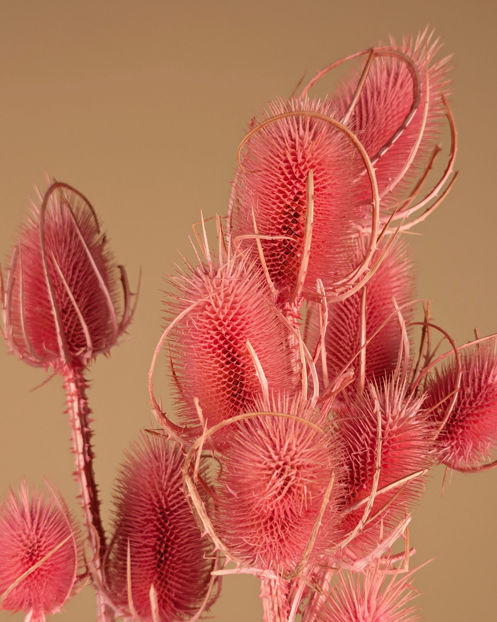 Gedroogde Kaardebol (Dipsacus) – Lichtroze