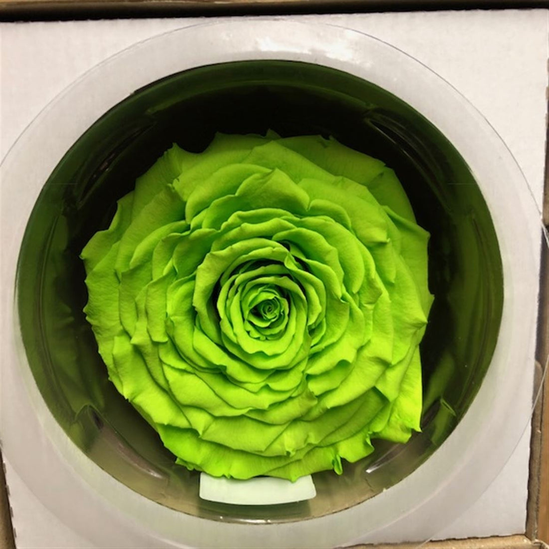 Preserved green rose in a gift box