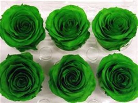 Preserved green forest roses in a gift box