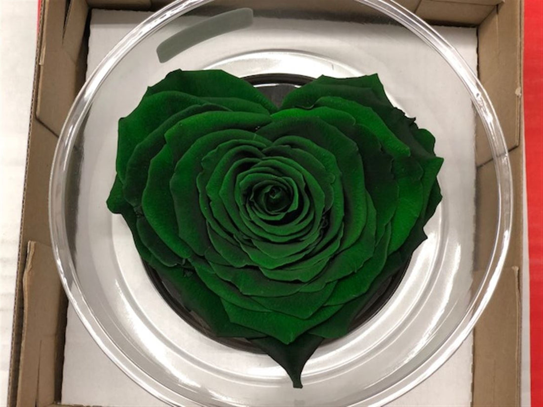 Preserved green roses heart in a gift box