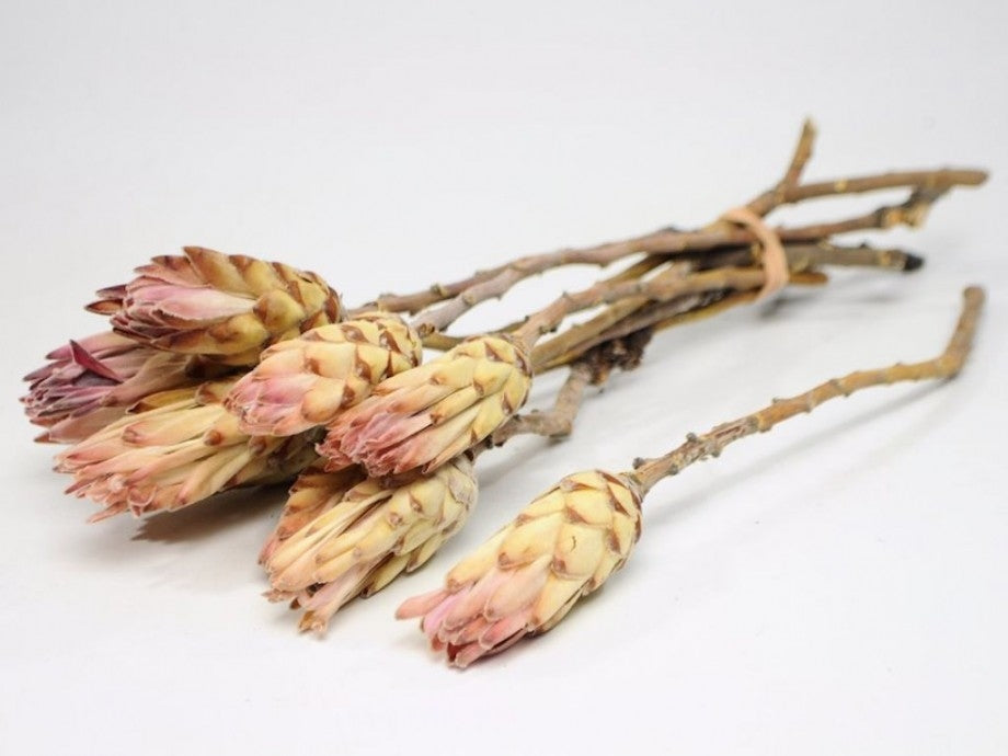 Protea compacta pink dried (per piece)