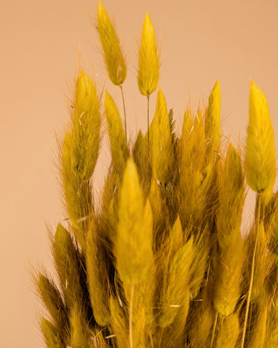 Botao Botton dunkelblau getrocknet