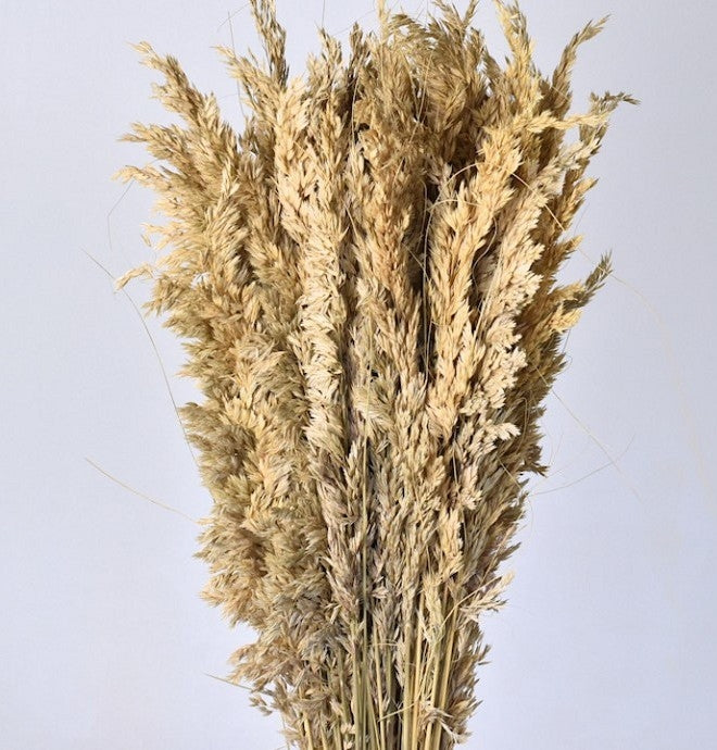 Dried Festuca Forest of 750 grams