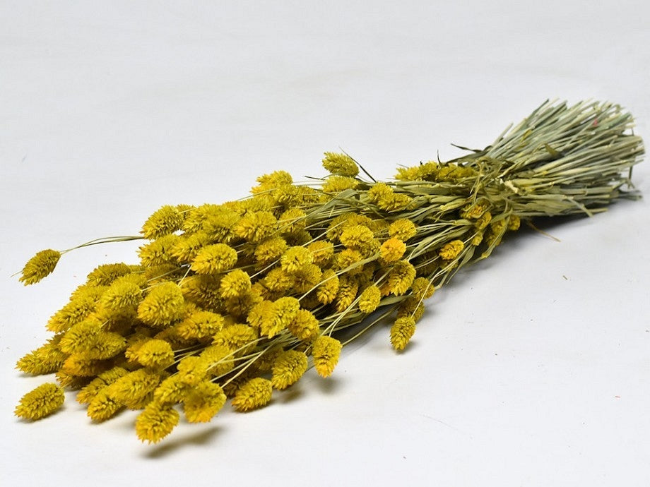 Dried Phalaris colored yellow